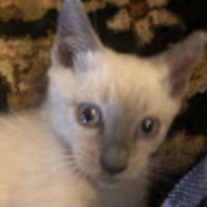 Meet your Posher, Antique